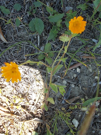 calendula